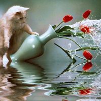 Примета - смерть кошки