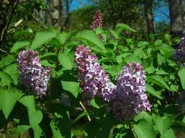 Народные приметы о природе