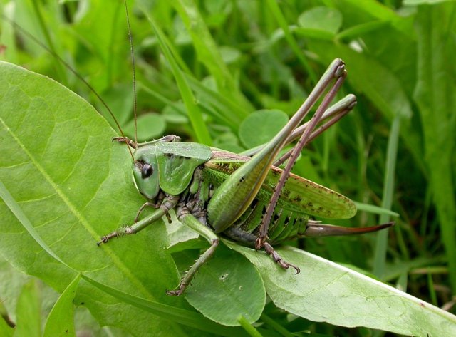 Народные приметы про погоду: природные явления, животные, растения
