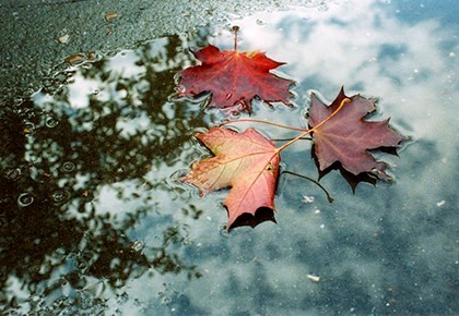 Народные приметы про погоду: природные явления, животные, растения