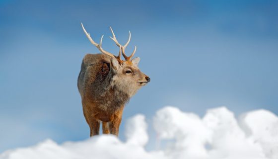 Народные приметы про погоду: природные явления, животные, растения