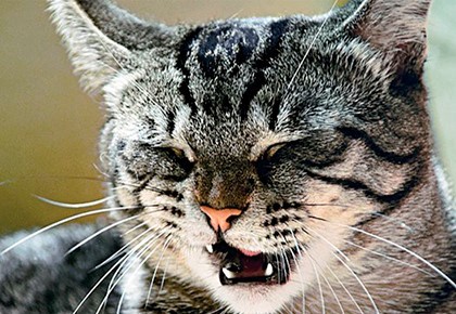 Народные приметы про погоду: природные явления, животные, растения