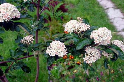 белые цветы на дереве