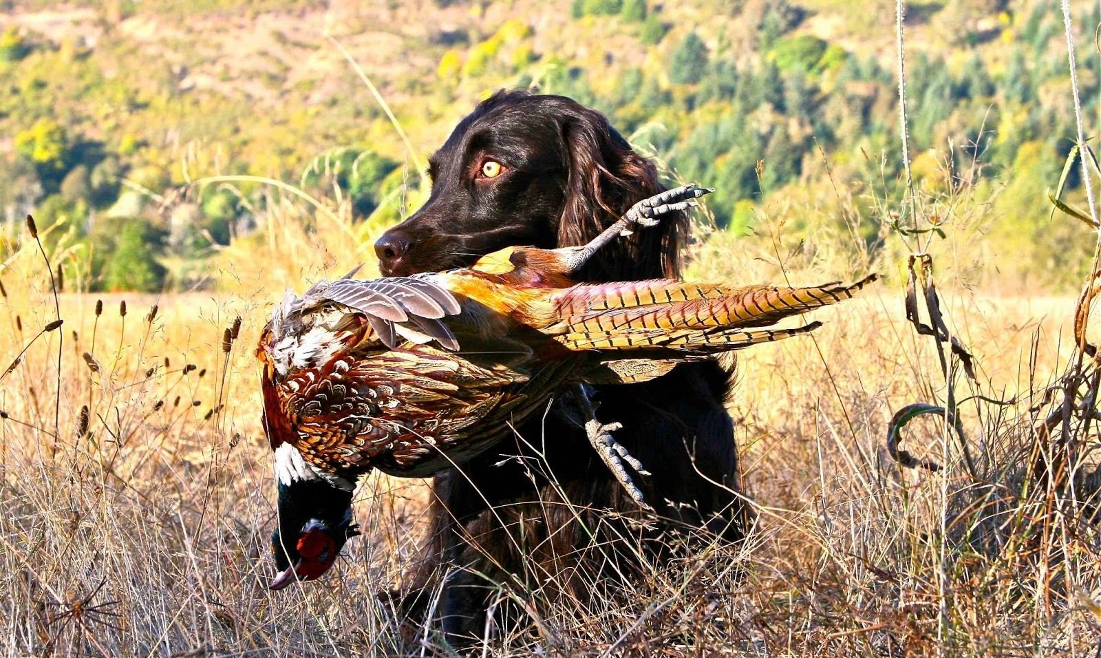 Охота на фазана с собакой