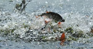 Нерест рыбы