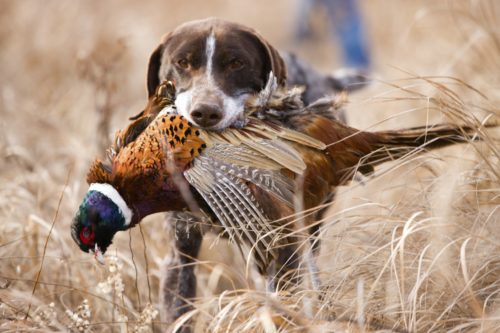 Охотничья собака 