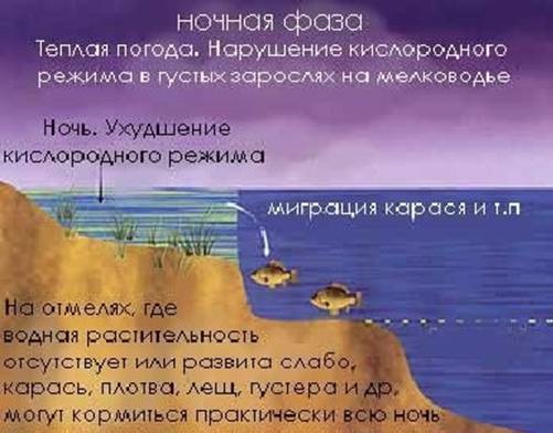 Ночная фаза карася