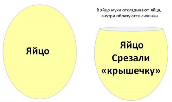 опарыш из яйца