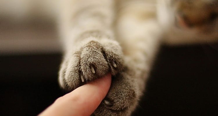 Любовь к кошке как признак психологического здоровья - Телепсихолог