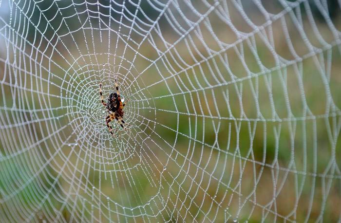 паук в середине паутины