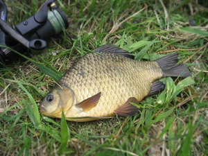 Весной и летом карася ловить любят многие рыбаки.