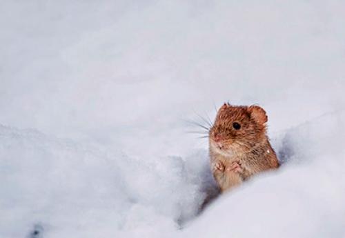 Приметы народов о погоде за поведением животных. Другие животные