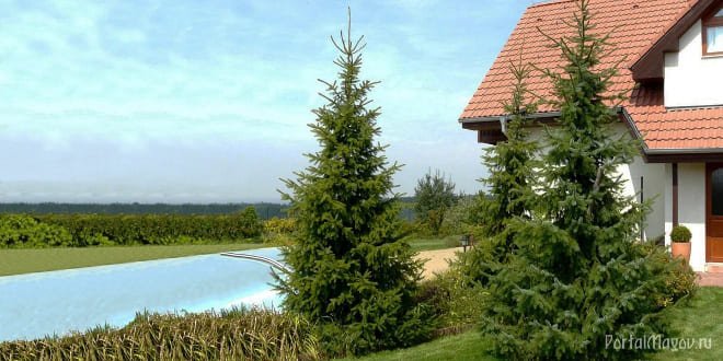 Возле дома растут ёлки