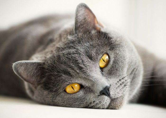 Приметы про животных