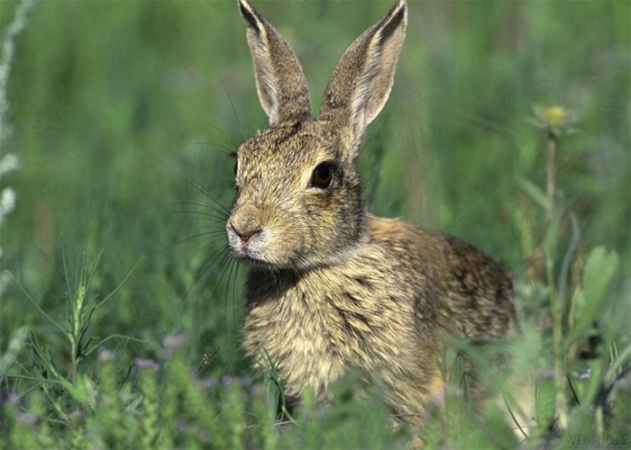 Приметы о зайце