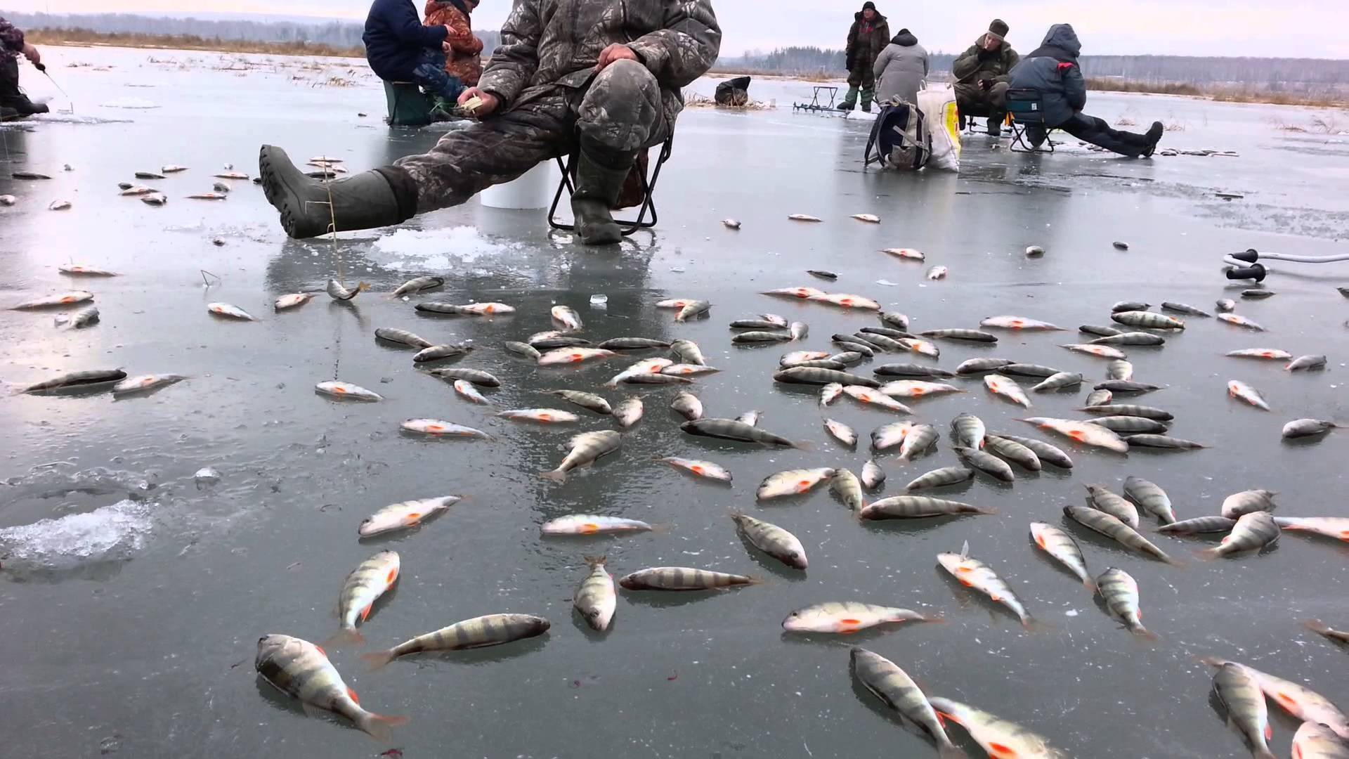 Рыбалка в ишиме и ишимском районе: лучшие места для ловли, какая рыба водится в реке