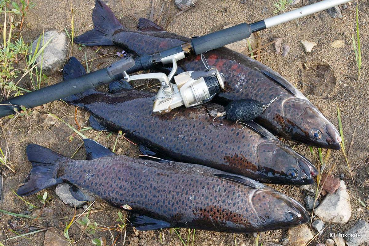 таймень рыба якутия. таймень лена. таймень рыба якутия. рыба в лене. рыба в лене.