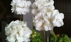 Значение примет и суеверий про герань