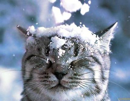 Интересные статусы про погоду и настроение