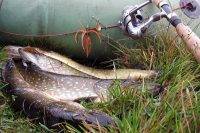 Влияние погоды на клев рыбы