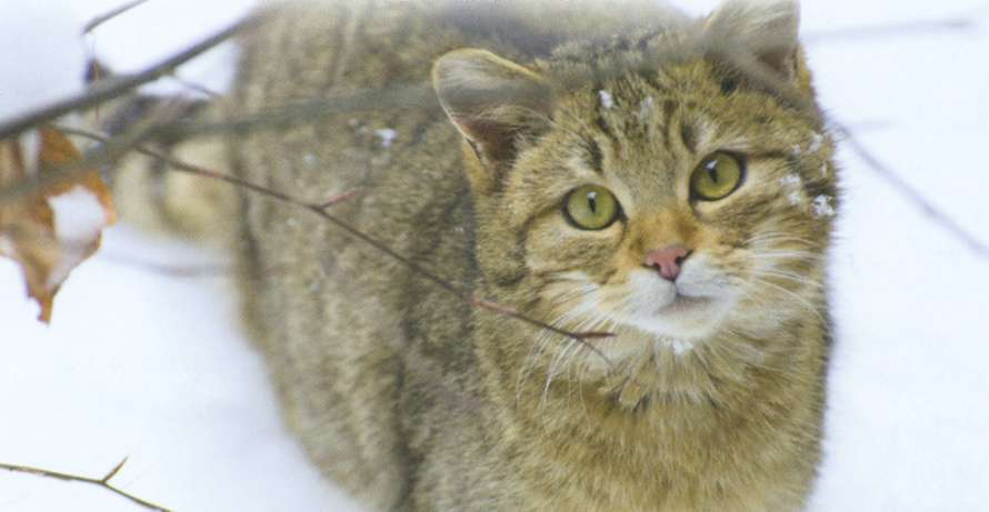 Лесной кот, фото