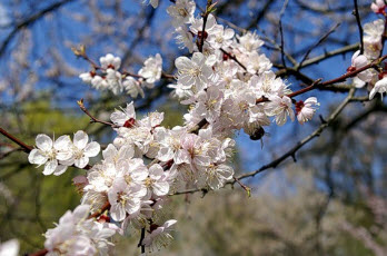 Влияние погодных условий на выделение нектара