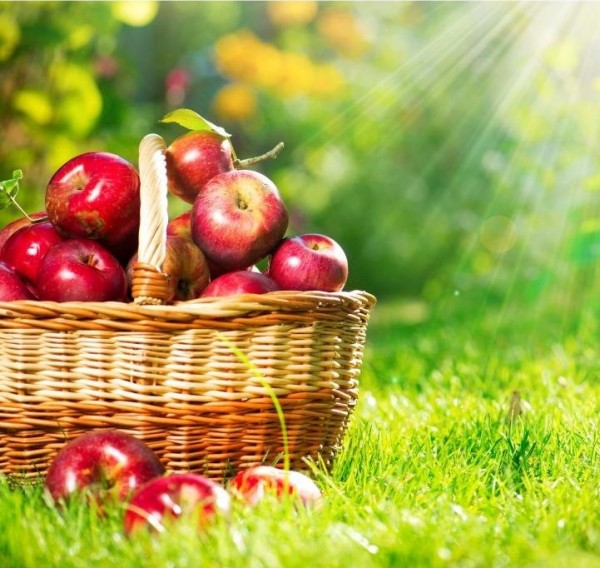 яблоки в корзине
