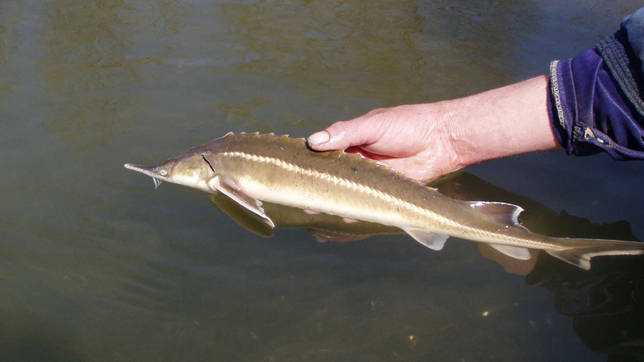 Озеро Бабье: рыбалка и какая рыба водится