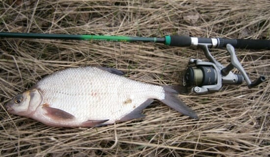 Секреты ловли леща