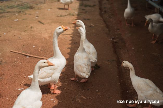 От чего зависит яйценоскость гусей и почему гуси перестали нестись? 