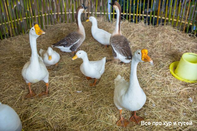 От чего зависит яйценоскость гусей и почему гуси перестали нестись? 