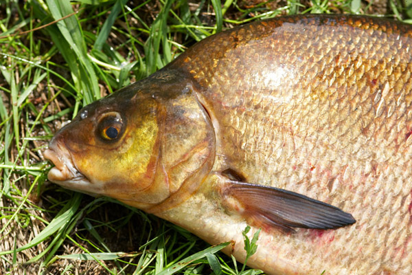 На что ловить леща в июне