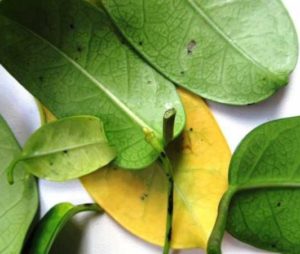 Цветок жасмин комнатный приметы 7