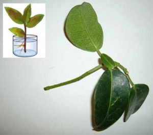 Цветок жасмин комнатный приметы 129