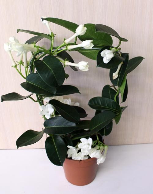 Цветок жасмин комнатный приметы 14