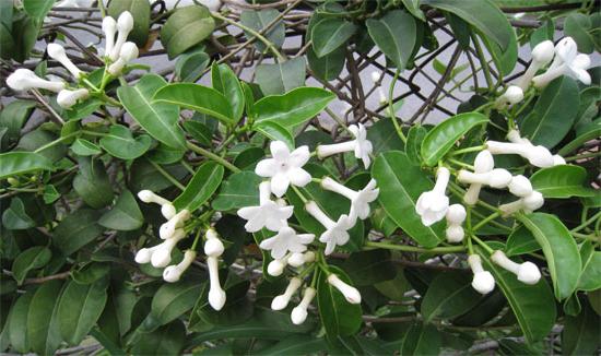Цветок жасмин комнатный приметы 17