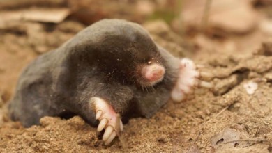 Как избавиться от кротов на участке