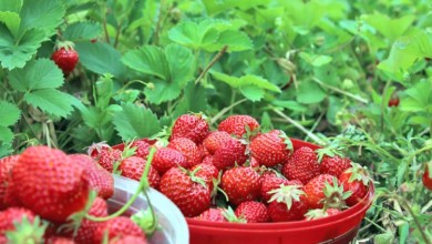 Осенний уход за земляникой