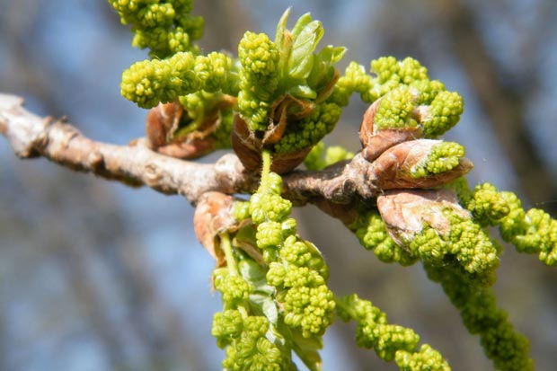 Наблюдение за деревьями