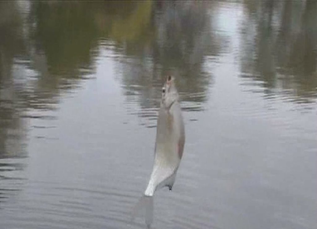 Ловля густеры весной