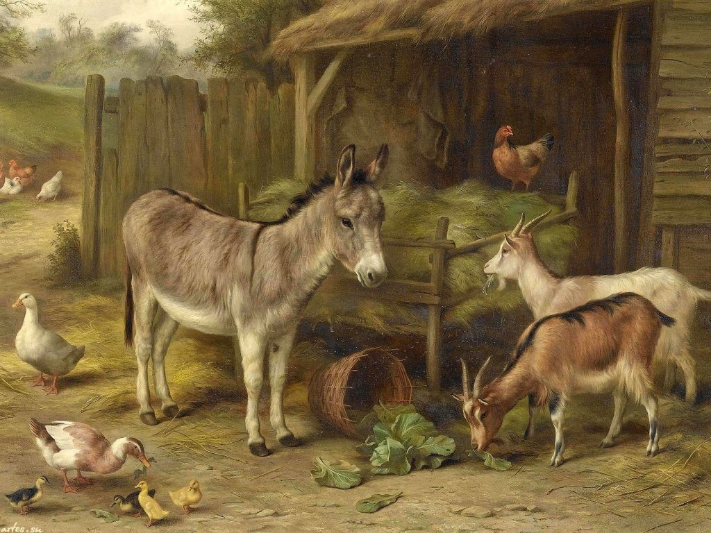 Домашние животные предсказывают погоду