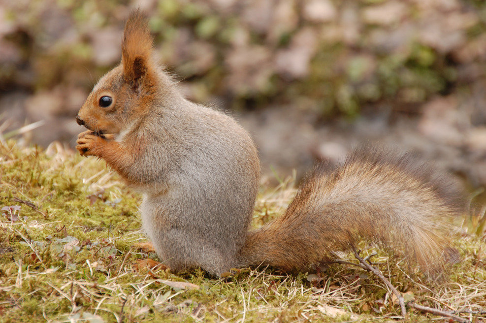 Дикие животные предсказывают погоду
