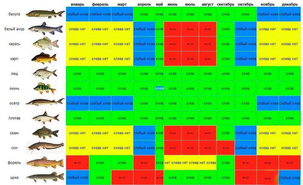 В какую погоду лучше ловить рыбу – основные факторы