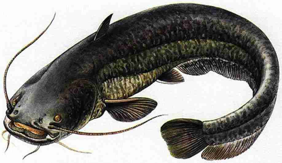 Рыба &laquo;Сом&raquo;