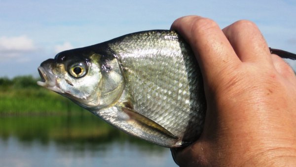 Капризы погоды: При каком давлении клюет окунь зимой