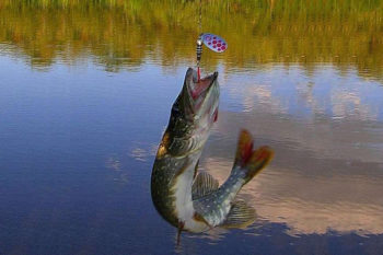 Блесна и щука