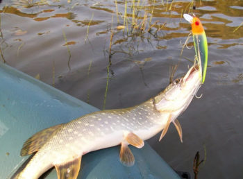 Щука и воблер