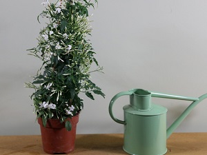 жасмин комнатный цветок уход виды фото