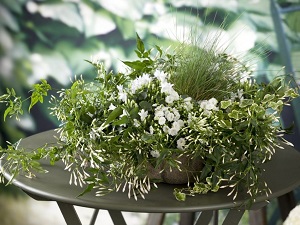 жасмин комнатный купить