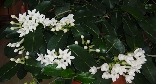 комнатный жасмин виды с фото